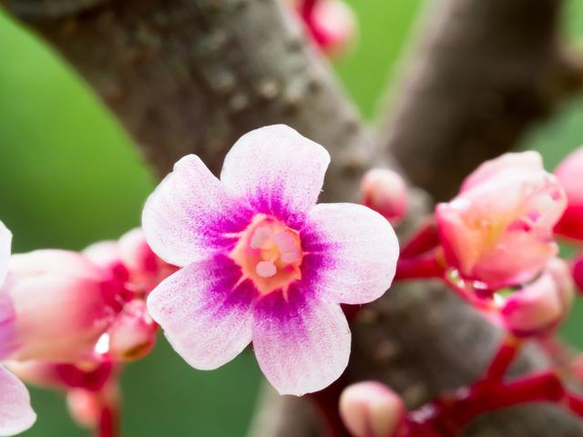 杨桃果实好看花也漂亮，比较适合庭院栽培，但对环境要求有些苛刻