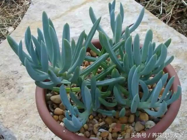 8种在室内也容易照顾的多肉植物盆栽，园艺新手也能将它们养好