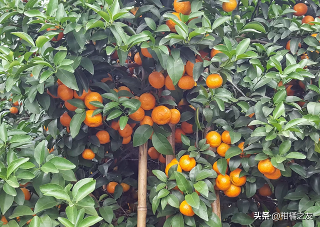 12月，柑橘管理技术要点，着色、花芽分化、防寒、防治病虫害等