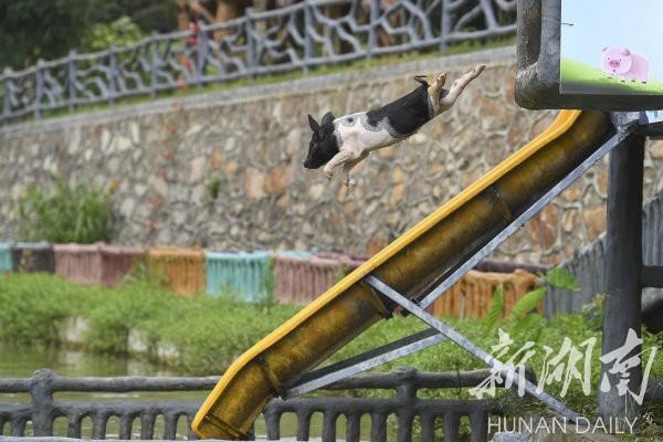 种好中国粮 做优湖南饭｜宁乡花猪：流沙河“王者归来”