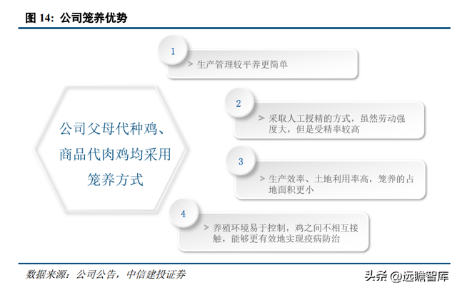 专注白鸡养殖，民和股份：景气上行，商品代雏鸡业务蓄势待发