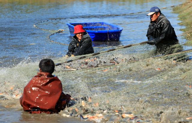 河北丰南：生态水产养殖助增收