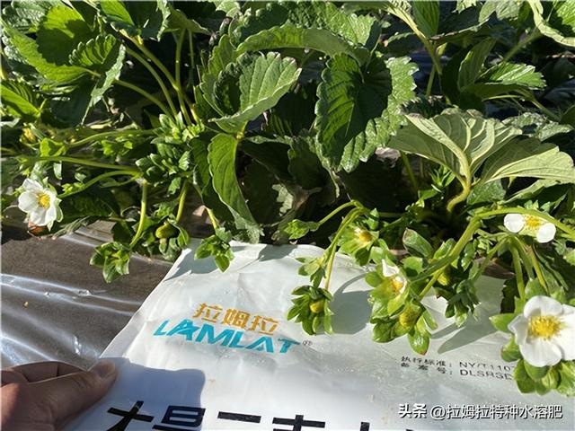 草莓种植技术与管理经验分享