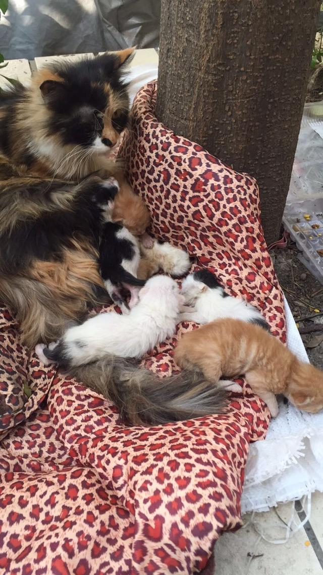 郑州女子6年风雨无阻喂养流浪猫狗，每天花4小时跑20多个地方喂食