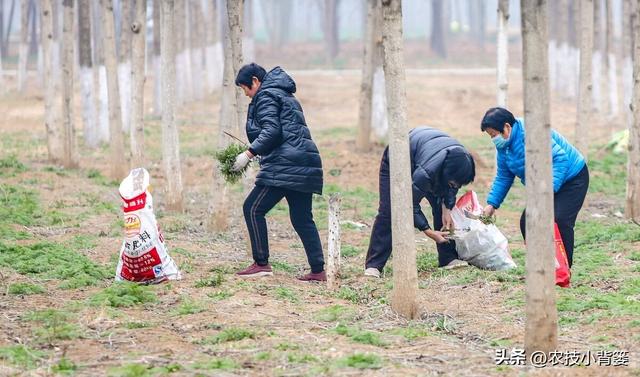 荠菜四季都能种，种植方法很简单！看完这篇文章你也能种出好荠菜