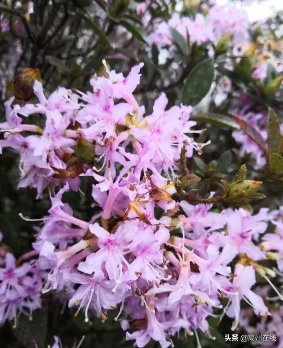 高州这一片花海你去打卡了吗？山上杜鹃花“粉”了一大片！