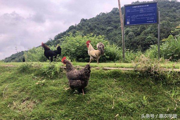 如何提高土鸡成活率？农村土鸡养殖关键技术总结