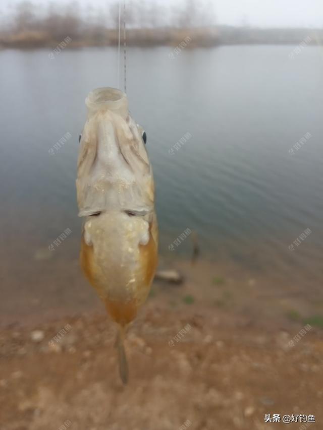 江河野钓，用蓝鲫和蚯蚓饵料，钓获大板鲫鲫鱼，全部放生