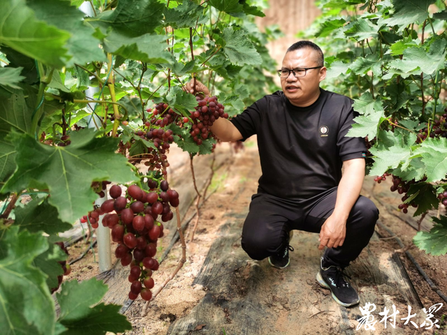 你敢信？他种植的葡萄，栽下400天便紫红满枝