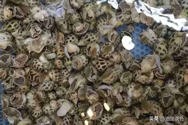 方斑东风螺的生物习性与高效的人工养殖育苗技术