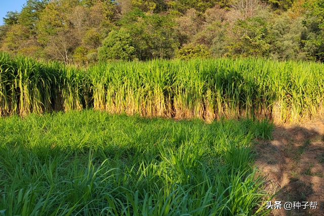 亩产高达20吨以上，多年生牧草甜象草，夏季种植需要注意什么？