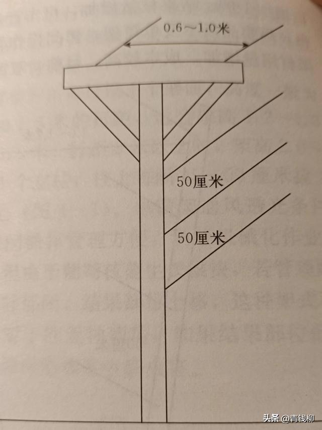 葡萄现代种植模式葡萄整形与修剪技术