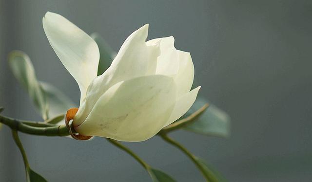 春天里花香浓郁的醉香含笑花