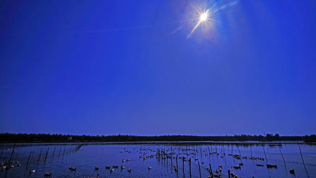 海南乐东球港村，海水养殖咸水鸭，让致富路越走越宽广。