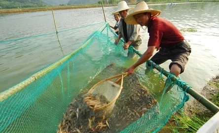 对虾养殖，他这样处理池塘中的有毒指标，成了养殖户眼里的香饽饽