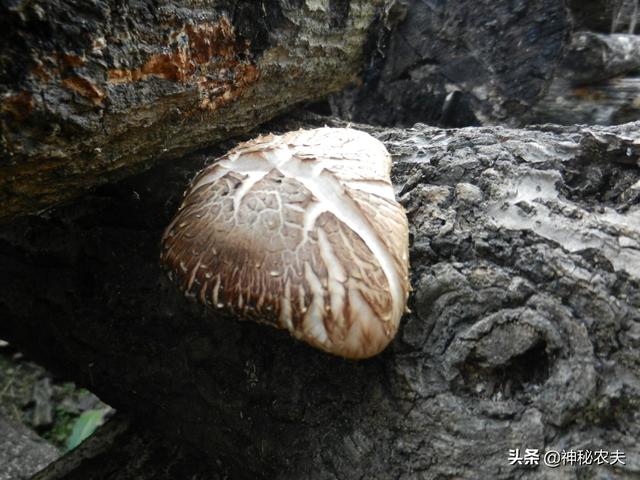 青木川特产椴木香菇