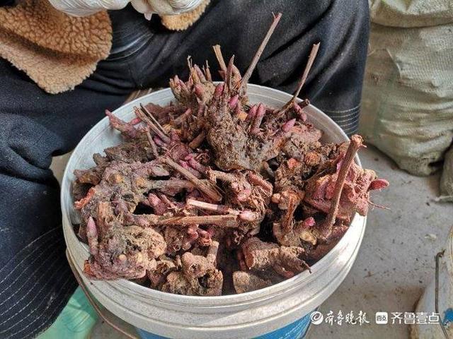 枣庄：玉米地里长出中药材，种出致富“千金方”