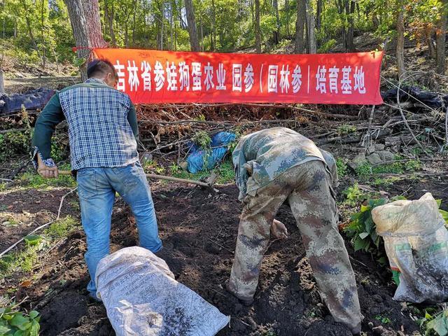 林下籽野山参、林下籽趴、移山参、池底参、秧子漏、趴货是什么？