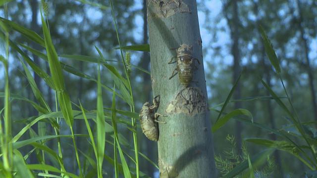 “金蝉”特色种养殖 地里钻出“金疙瘩”