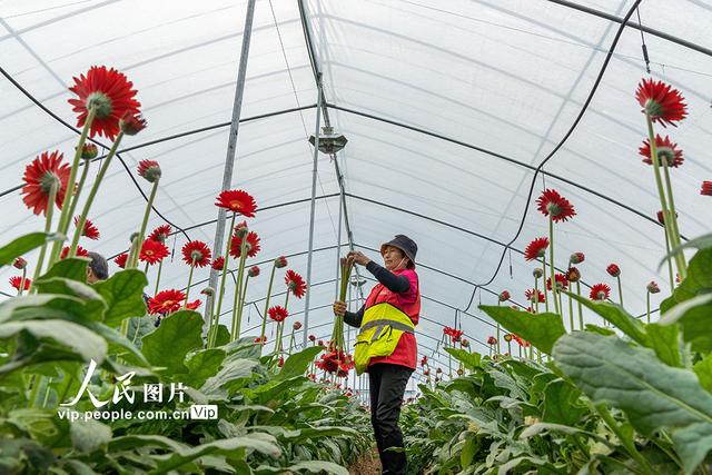 安徽肥东：大棚鲜花助增收