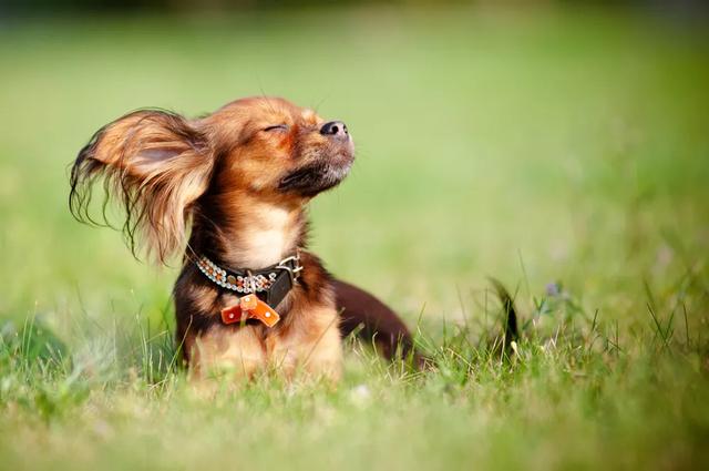 世界上最小的11种狗，中国犬只榜上有名