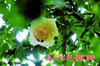 厦门植物园猴面包树首次结果！它长什么样子？