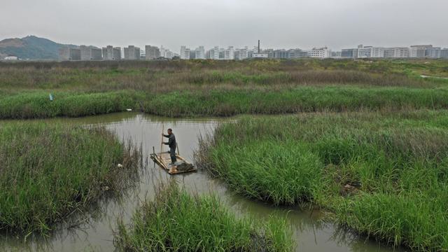 工业碾压、垦造水田，浙江乐清血蚶养殖消亡危机