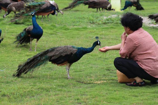 森林公园里，百只孔雀凌空展翅……56岁“孔雀皇后”在崇明打造孔雀观赏项目