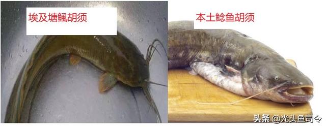 短短30年，从街边美食，到臭名昭著，埃及塘虱鱼经历了什么？