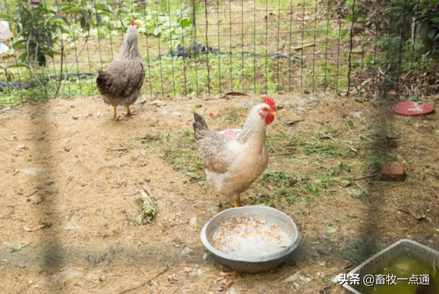 肉鸡养殖场的主要设备有哪些