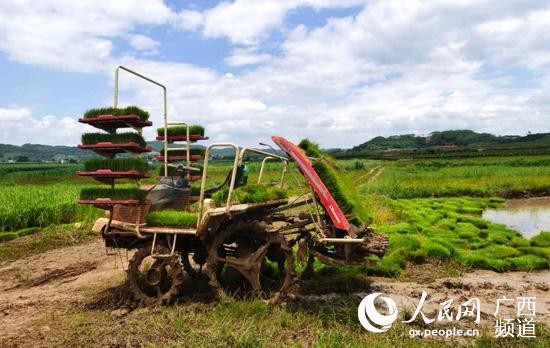 广西崇左：灌溉用“好电”千亩荒地变良田