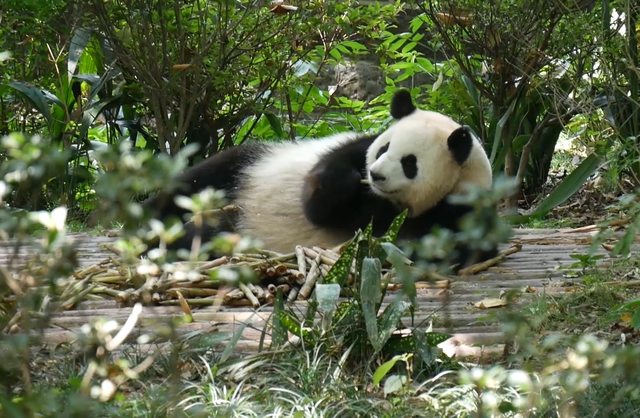 成都熊猫基地实况，火爆程度堪比北京天安门，你去过吗？