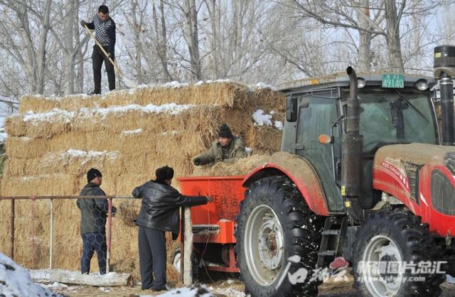 福海县：骆驼养殖受牧民追捧