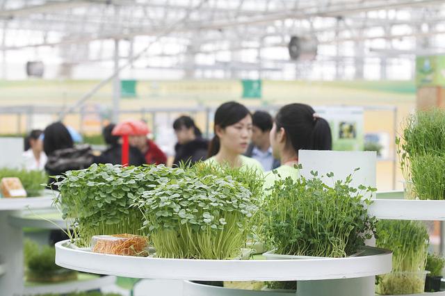 萝卜芽菜鲜嫩清爽，按这5点来种植，两周就能吃到新鲜芽菜