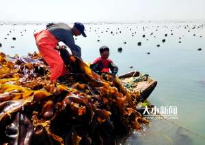 海带 养殖(今年海带大丰收记者带你探访海带养殖区)