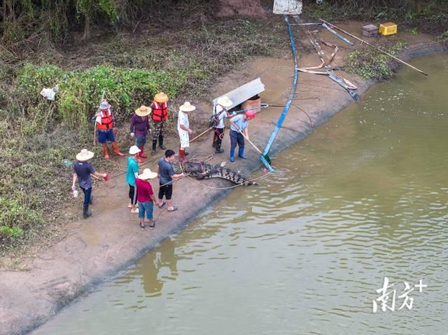 广东茂名养殖场出逃鳄鱼已抓回58条，众人抬鳄上车