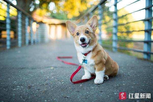 成都人！16日起开始收容禁养犬，一文看懂养狗攻略