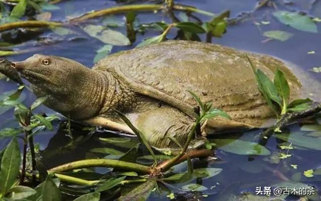 山瑞鳖的生物学特性及人工养殖技术