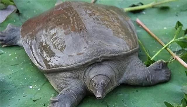 山瑞鳖的生物学特性及人工养殖技术