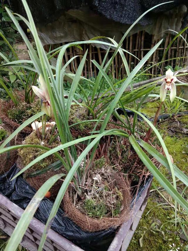 用苔藓栽种兰花的方法和技巧