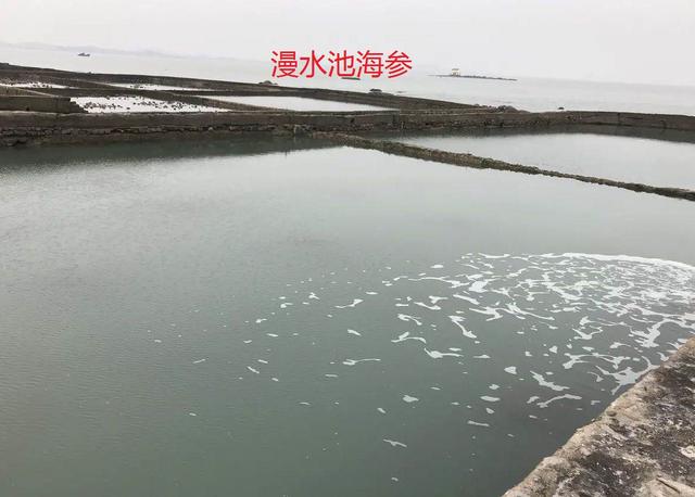 为青岛即墨海参正名！海参养殖方式有几种？了解下 不要以偏概全