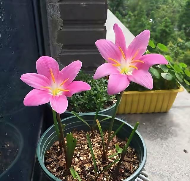 秋天养风雨兰，只做2步，叶子更多，开花更多，下雨出太阳都开花