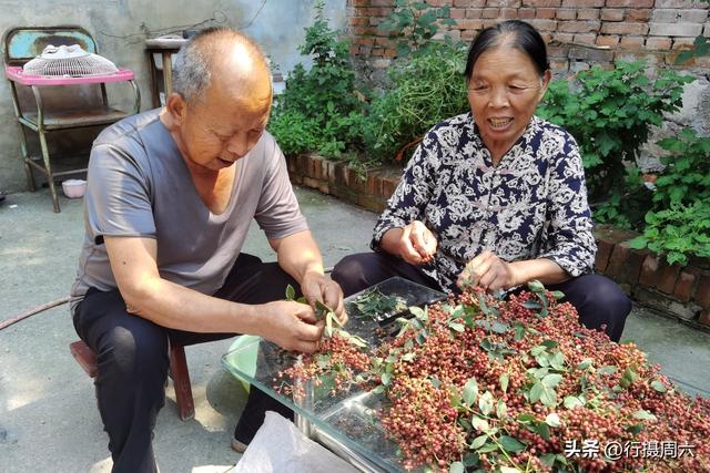 农村小夫妻独具慧眼，返乡养殖跑山鸡供不应求，年赚40万元