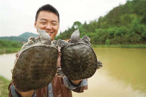 佛罗里达鳖物种入侵，17个省已沦陷，为什么没人敢吃？