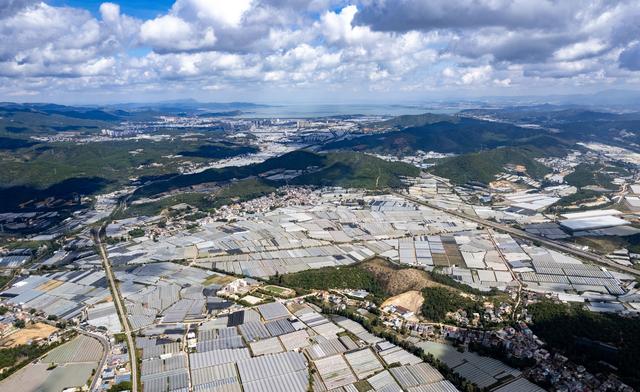 （乡村行·看振兴）云南晋宁：“乡村星主播”开拓多肉植物市场