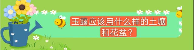 多肉玉露冬季不会养？教你闷养玉露，30天可以让玉露晶莹剔透