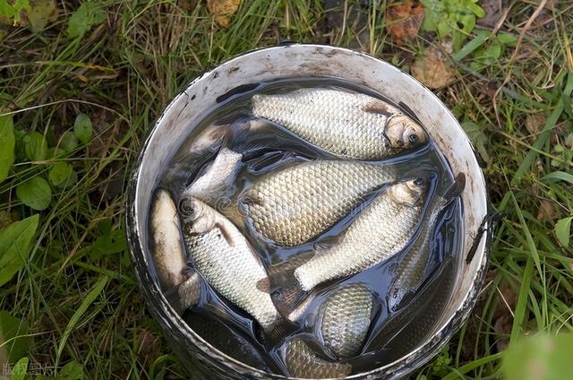 冬钓大板鲫，选漂不要花冤枉钱，这几种漂型最常见，也最好用