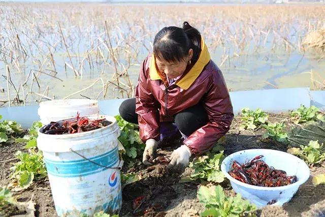 如何让小龙虾长大个？饲料是关键，建议做好这6点