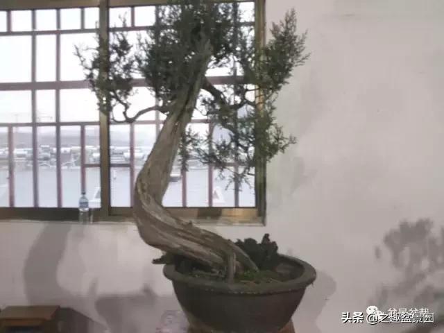 松柏盆景制作管理