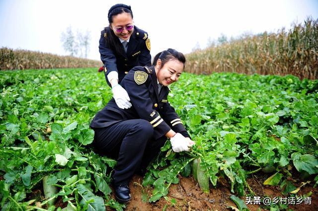 种植萝卜和胡萝卜，个头大、产量高全在三个方面，你做对了吗